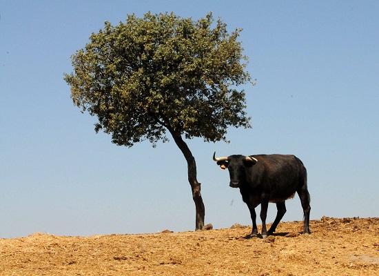 24 Adolfo Rodríguez Montesinos 26