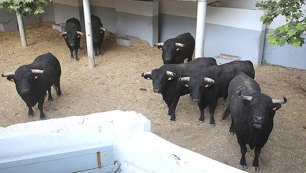 Toros-del-capea