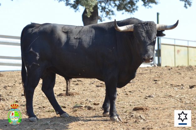 Novillos_Ganaderia Jandilla (3)