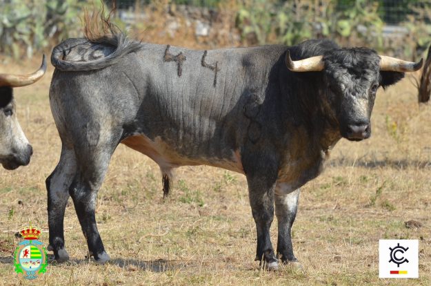 Novillos_Ganaderia La Quinta_XXI Alfarero de Oro (1)